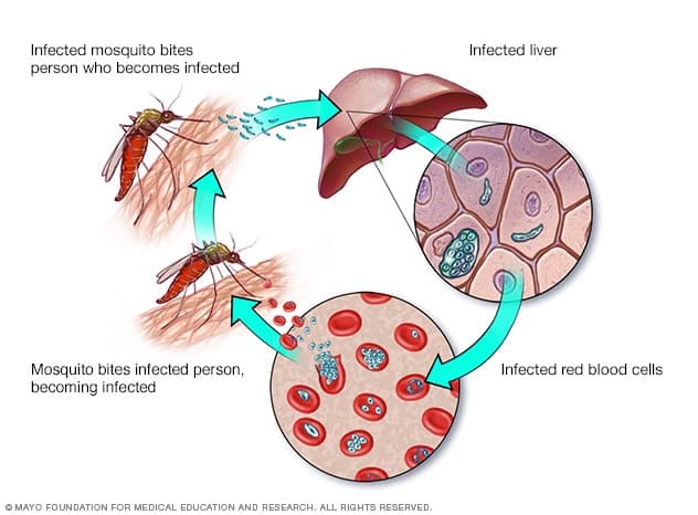 Diagram showing the mosquito transmission cycle of malaria